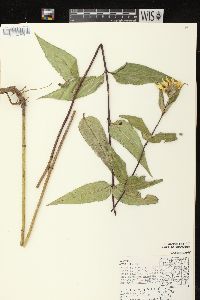 Helianthus strumosus image