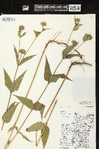 Helianthus strumosus image