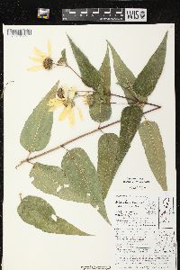 Helianthus strumosus image