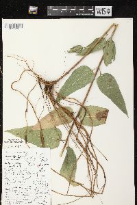 Helianthus strumosus image