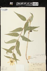 Helianthus strumosus image