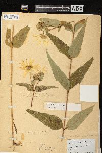 Helianthus strumosus image