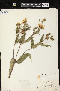 Helianthus strumosus image