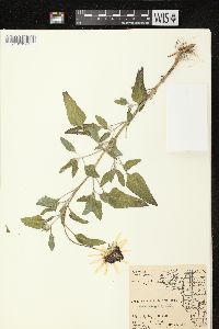 Helianthus petiolaris subsp. petiolaris image