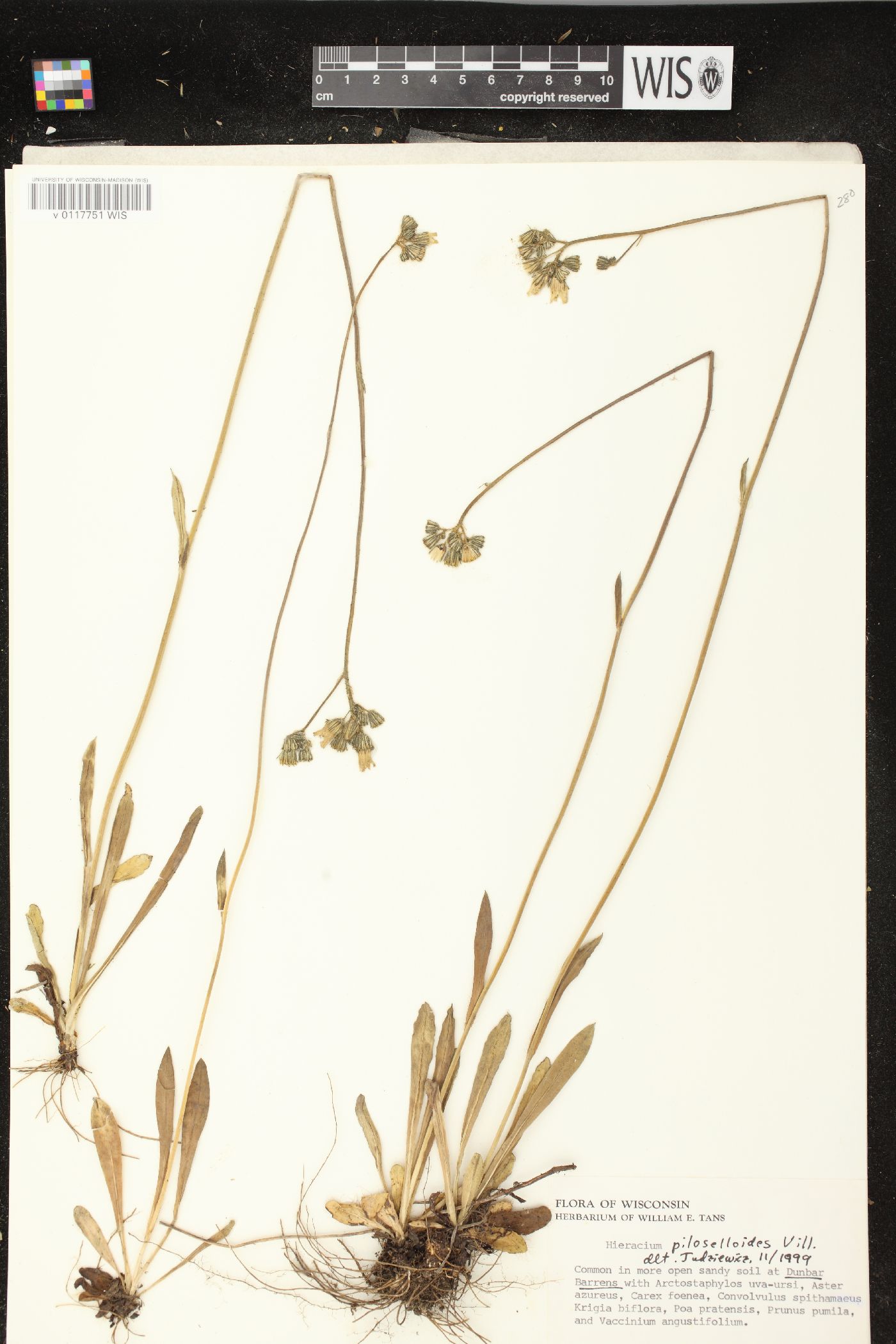 Hieracium piloselloides image