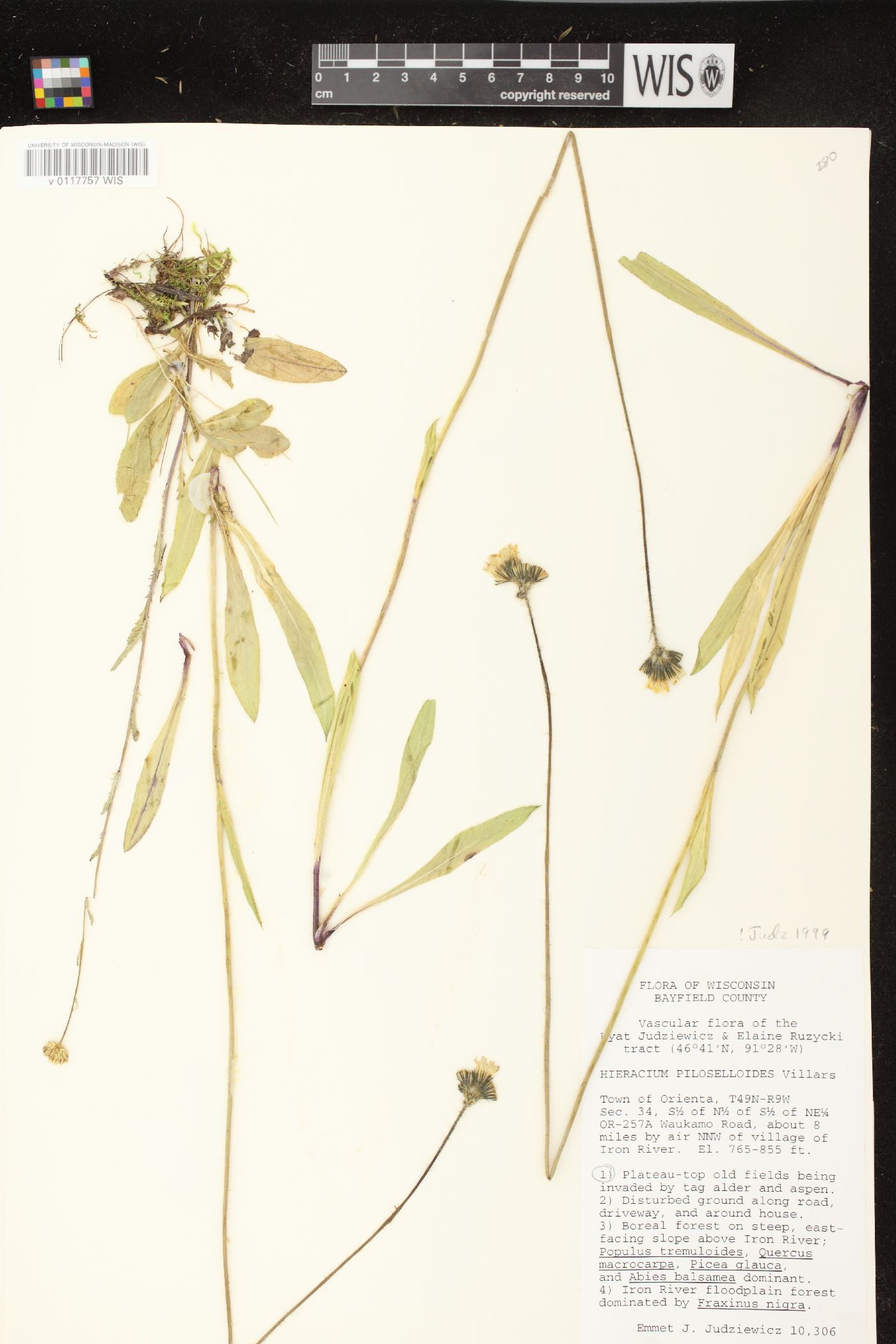 Hieracium piloselloides image