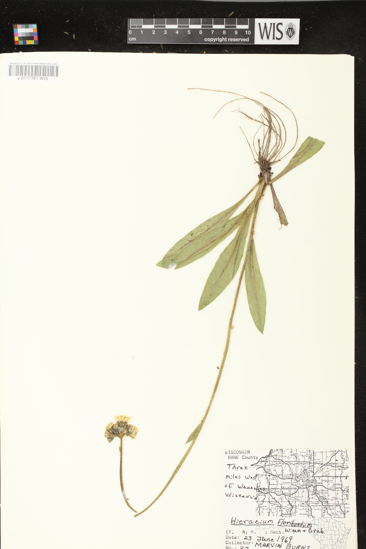 Hieracium piloselloides image