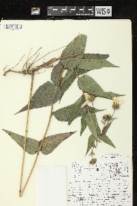 Helianthus strumosus image