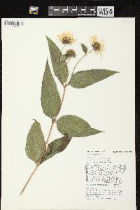 Helianthus strumosus image