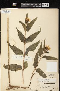 Helianthus strumosus image