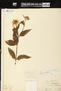 Helianthus strumosus image