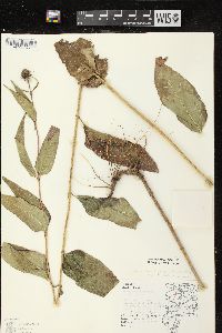 Helianthus strumosus image