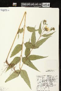 Helianthus strumosus image