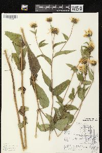 Helianthus strumosus image