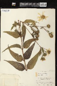 Helianthus strumosus image