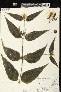 Helianthus strumosus image