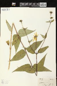 Helianthus strumosus image