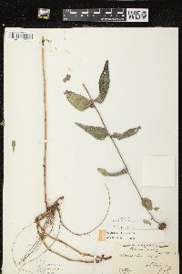 Helianthus strumosus image