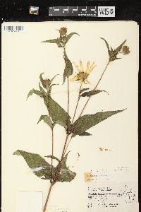 Helianthus strumosus image