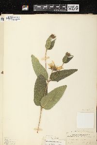 Helianthus strumosus image