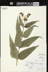 Helianthus strumosus image