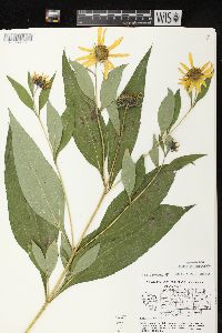 Helianthus tuberosus image