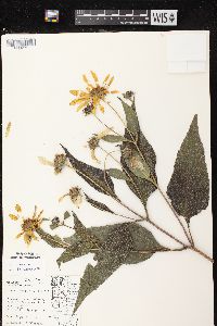 Helianthus tuberosus image