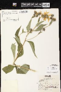 Helianthus tuberosus image