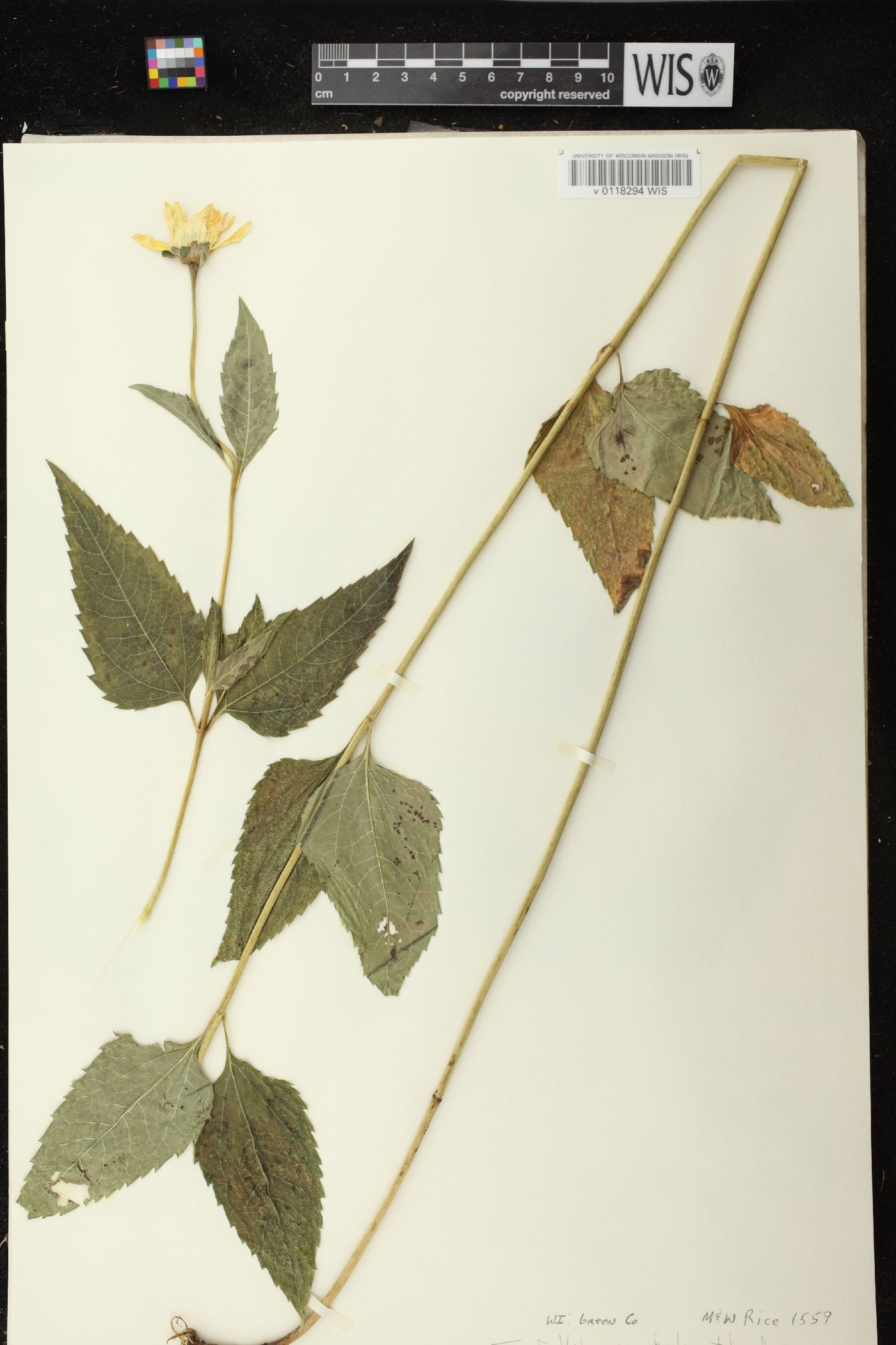 Heliopsis helianthoides var. scabra image