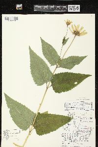 Heliopsis helianthoides var. helianthoides image