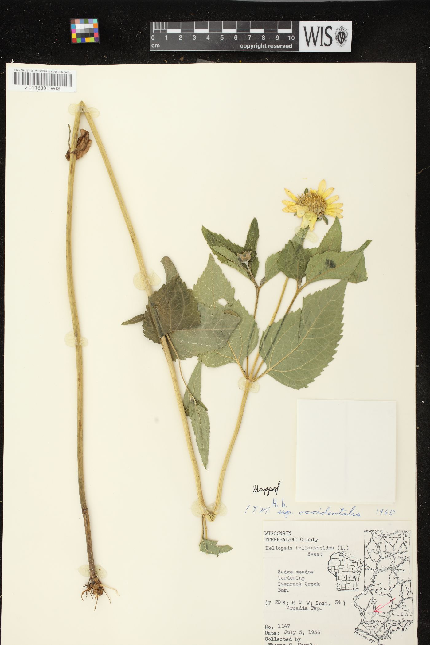 Heliopsis helianthoides var. scabra image