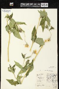 Heliopsis helianthoides var. scabra image