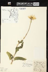 Heliopsis helianthoides var. scabra image