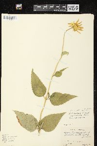 Heliopsis helianthoides var. scabra image