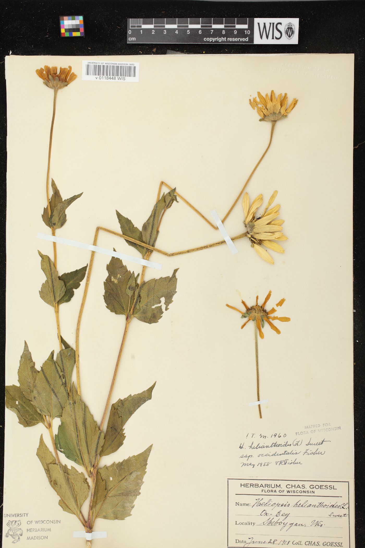 Heliopsis helianthoides var. scabra image