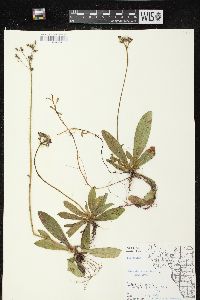 Hieracium aurantiacum image