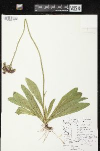 Hieracium aurantiacum image