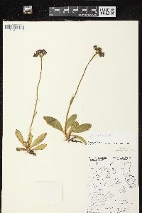 Hieracium aurantiacum image