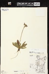 Hieracium aurantiacum image