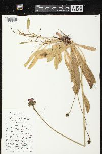 Hieracium aurantiacum image