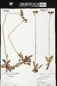 Hieracium aurantiacum image