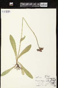 Hieracium aurantiacum image