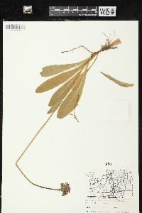 Hieracium aurantiacum image