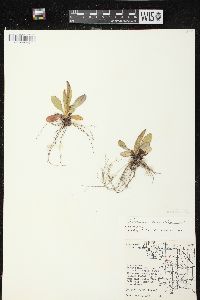 Hieracium aurantiacum image