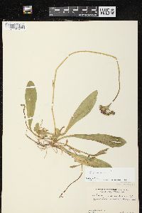 Hieracium aurantiacum image