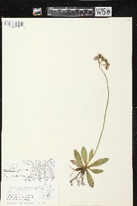 Hieracium aurantiacum image