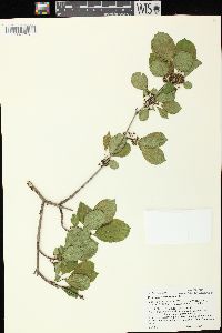 Rhamnus cathartica image