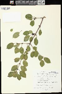 Rhamnus cathartica image