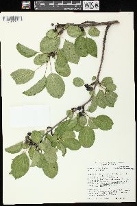 Rhamnus cathartica image