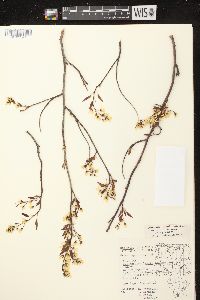 Amelanchier laevis image